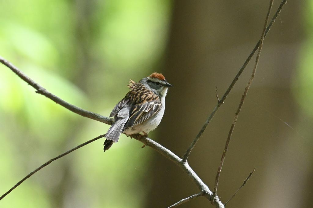 2025-05118071 Ipswitch River Wildlfe Sanctuary,  MA.JPG - Chipping Sparrow. Ipswitch River Wildlife Sanctuary,MA, 5-11-2025